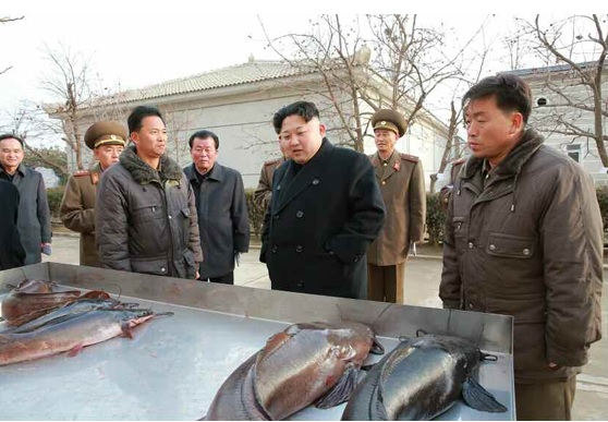 Kim Jong Un visits Samchong Catfish Farm, December, 6th, 2015 | Image: Rodong Sinmun